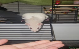 Rat rodents for sale: Beautiful pair of female rats - Advert 5