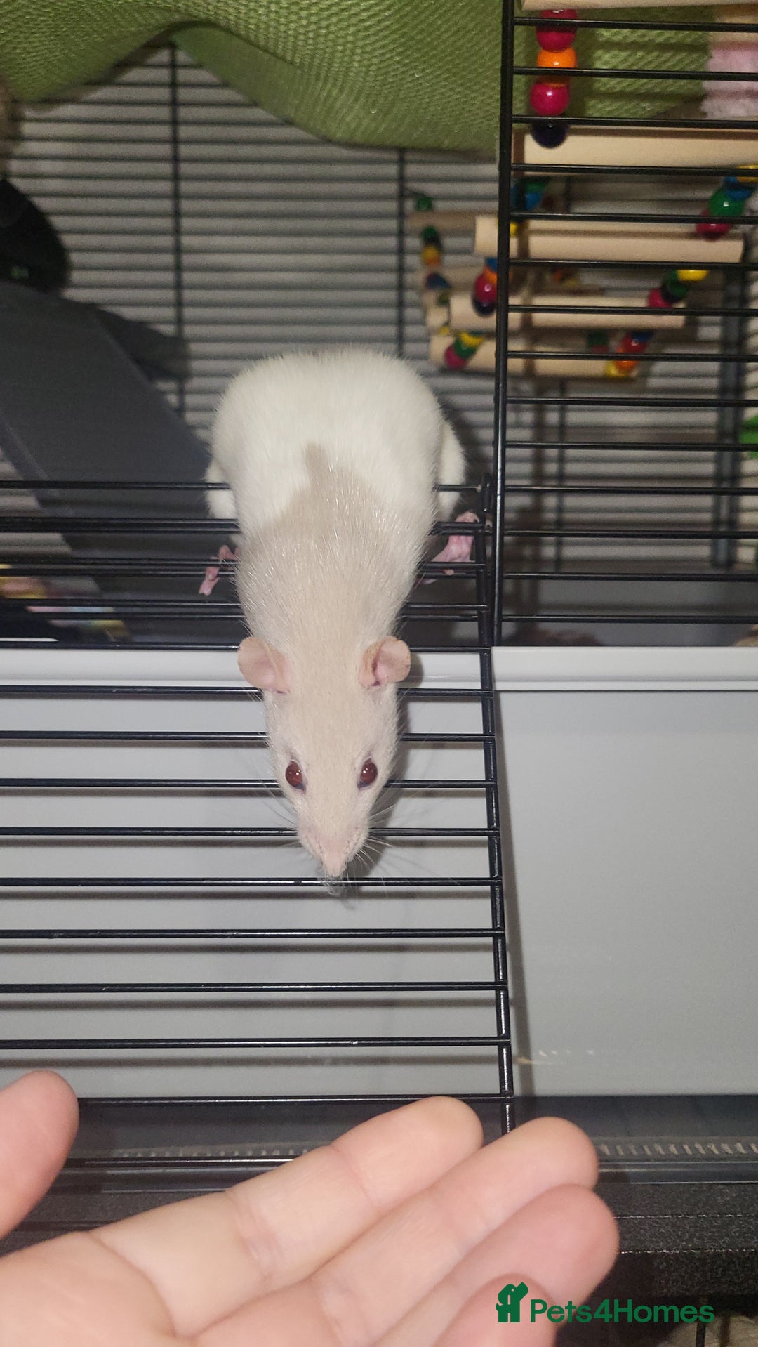 Rat rodents for sale: Beautiful pair of female rats - Advert 5