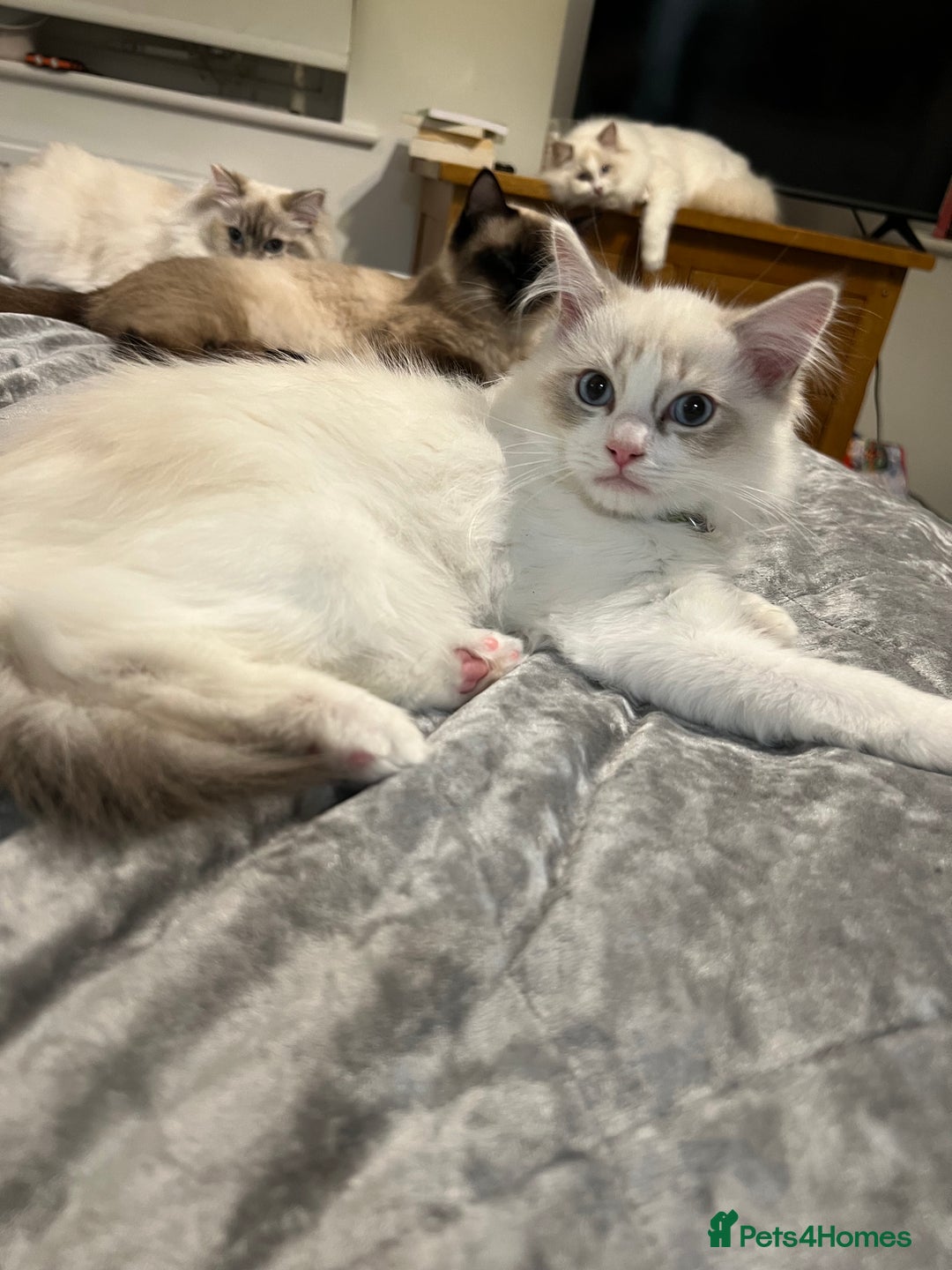 Ragdoll cats for sale: Rare blue+lilac bicolour + blue tortie kittens - Advert 7