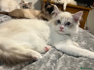 Ragdoll cats Pure ragdoll blue bicolour boy + tortie kittens - Advert 1