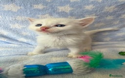 Ragdoll cats for sale: Stunning Ragdoll kittens super affectionate  - Image 17