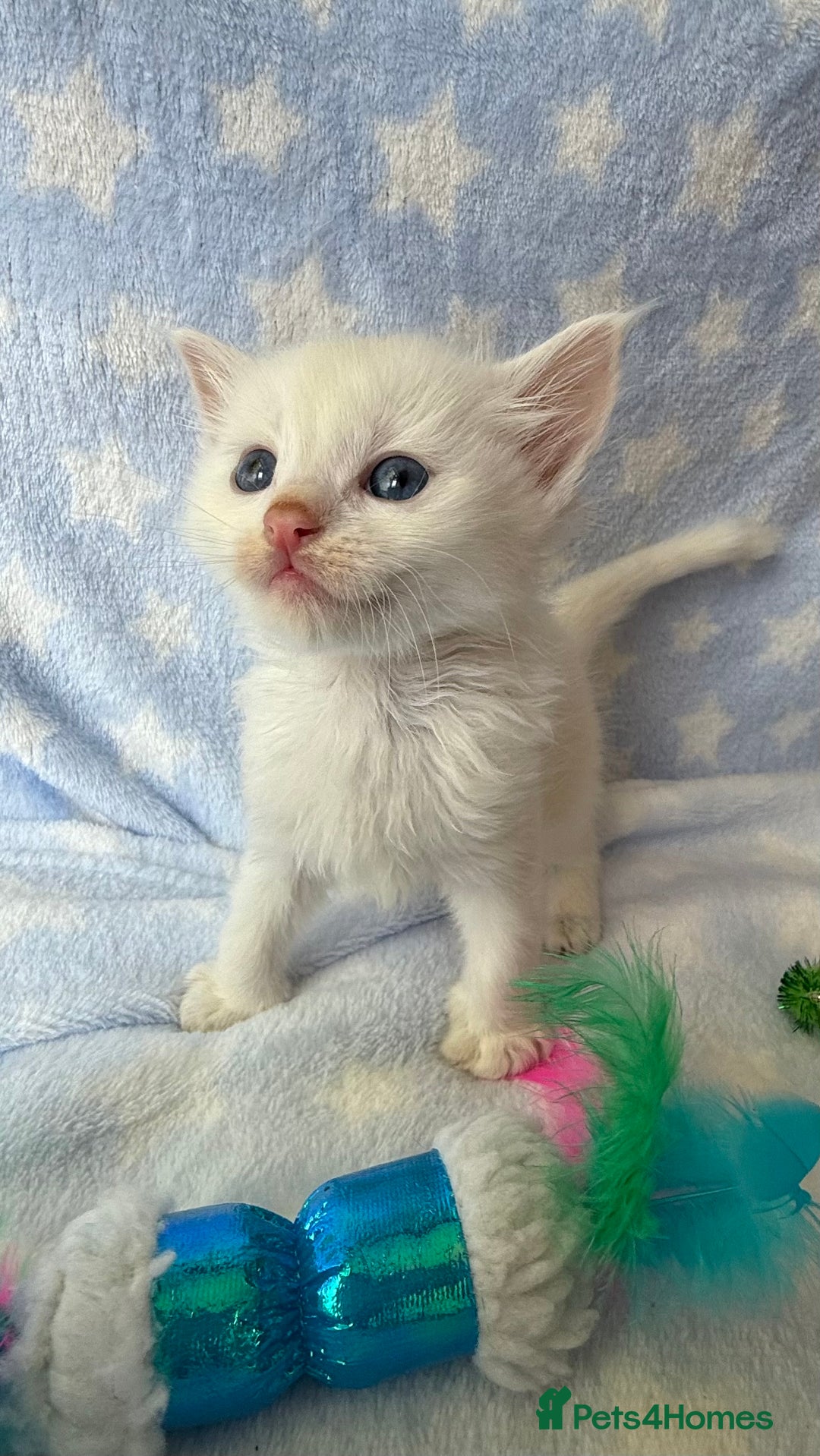 Ragdoll cats for sale: Stunning Ragdoll kittens super affectionate  - Image 17