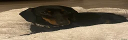 Mixed Breed dogs for sale: Doxiflo Dachshund x floodle mix  - Advert 2