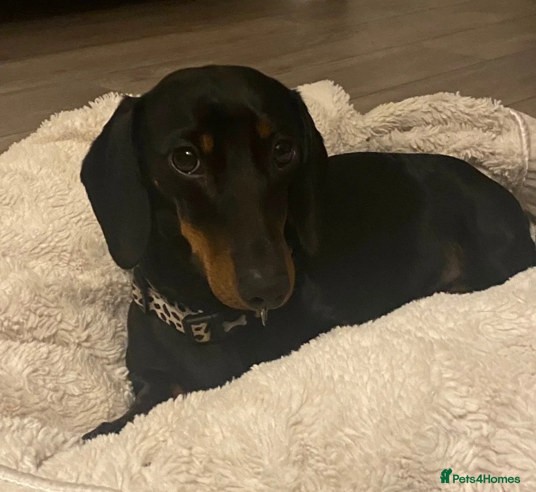 Mixed Breed dogs for sale: Doxiflo Dachshund x floodle mix  - Advert 2