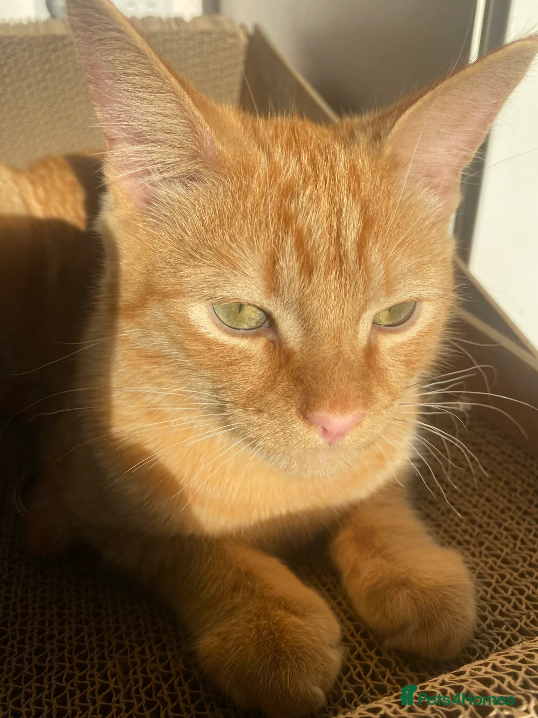 Mixed Breed cats for sale: 7 months microchipped male ginger mixed kitten - Advert 1