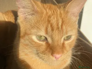 Mixed Breed cats 7 months microchipped male ginger mixed kitten - Advert 1
