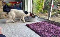 Border Collie dogs for adoption: Gwenny’s Story: One Hour From Death - Image 10