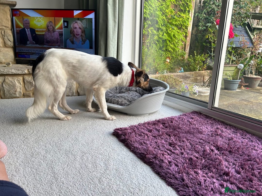 Border Collie dogs for adoption: Gwenny’s Story: One Hour From Death - Image 10