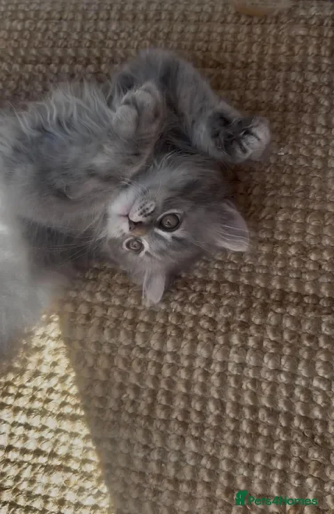 British Shorthair cats Two British Shorthair and Longhair boys - Advert 2
