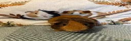Guinea Pig rodents for sale: Father and Son Male Guinea Pigs for Adoption - Advert 5