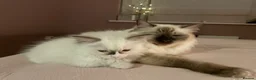 Ragdoll cats for sale: GCCF and TBRCC Registered Ragdoll Breeder Litter   in Bolton - Advert 3