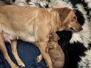 Labradoodle dogs Labradoodle - Advert 1