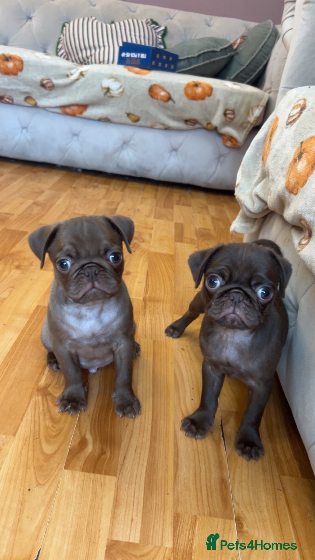 Pug dogs ❤️ REDUCED ❤️ Stunning PUG puppies - Advert 8