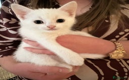 British Shorthair cats for sale: 8 Beautiful short haired kittens - Image 6