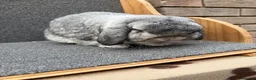 Mixed Breed rabbits for sale: Mini Lop x Dwarf Lop  - Advert 16