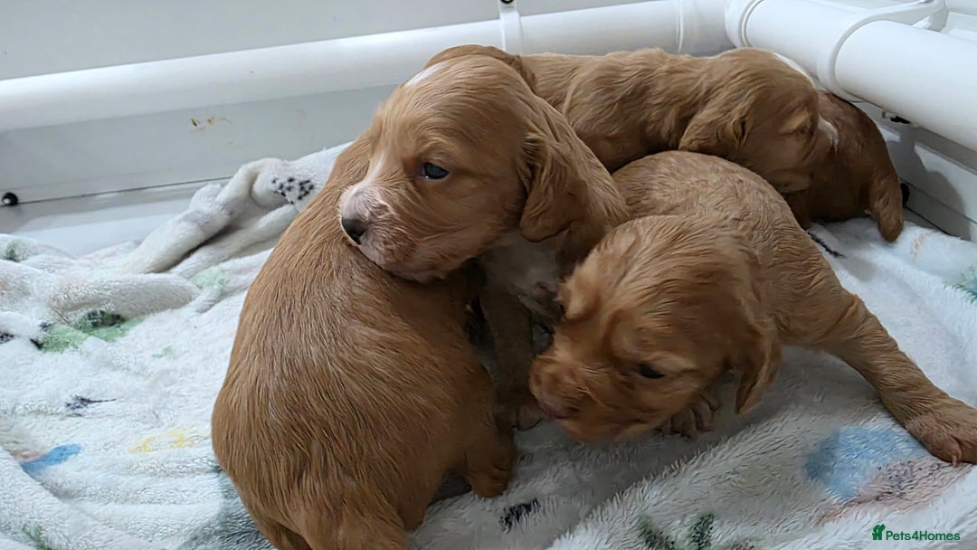 Cocker Spaniel dogs for sale: Working Cocker spaniel puppies - Advert 20