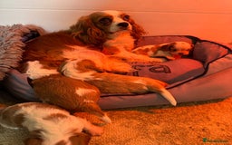 Cavalier King Charles Spaniel dogs for sale: Beautiful Blenheim Cavalier King Charles puppies - Image 8