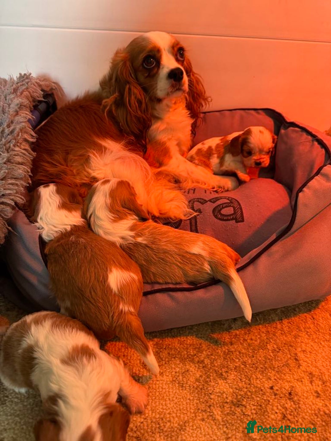 Cavalier King Charles Spaniel dogs for sale: Beautiful Blenheim Cavalier King Charles puppies - Image 8