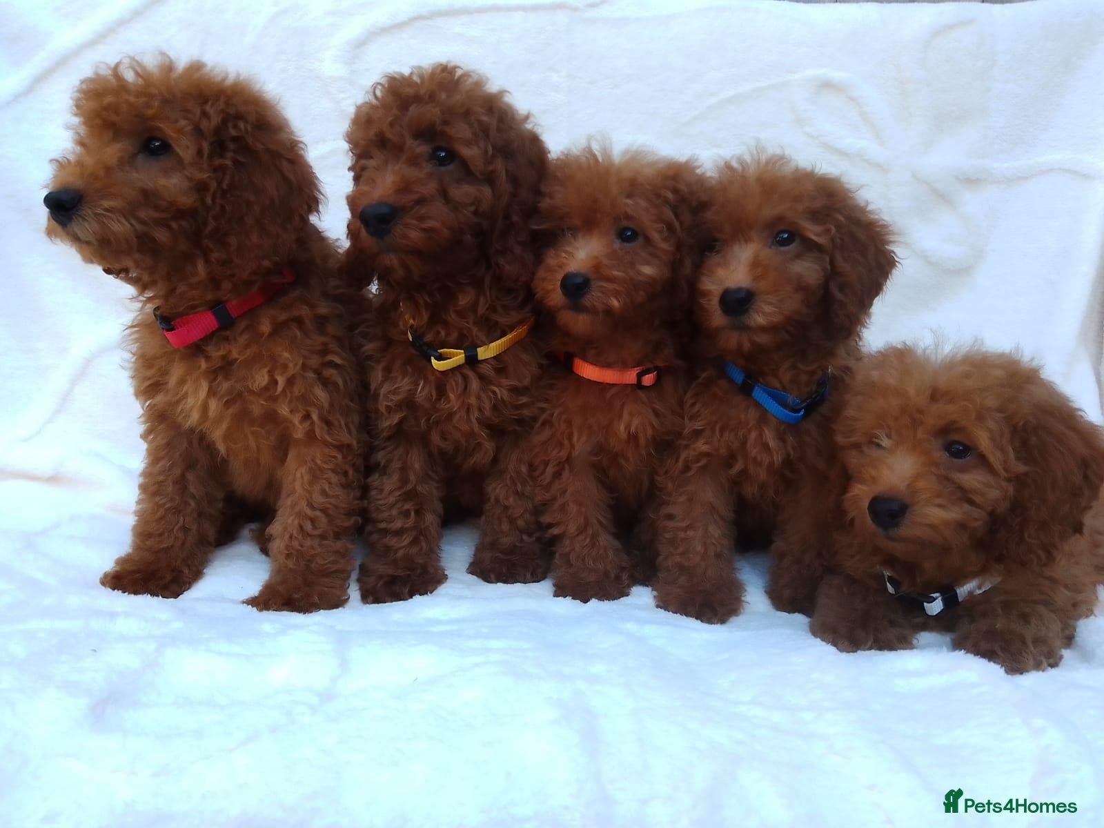 Miniature Poodle dogs Miniature poodle puppies. - Advert 1