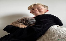 English Bulldog dogs for sale: Stunning litter of coloured Bulldogs home reared - Advert 14