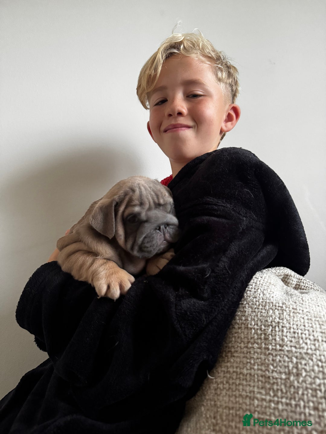 English Bulldog dogs for sale: Stunning litter of coloured Bulldogs home reared - Advert 14