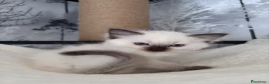 Ragdoll 1