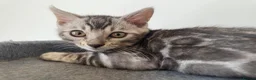 Bengal cats for sale: Rare Silver Grey Bengal TICA Kittens  - Advert 13