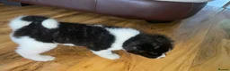 Akita dogs for sale: Stunning Akita (male) - Advert 6