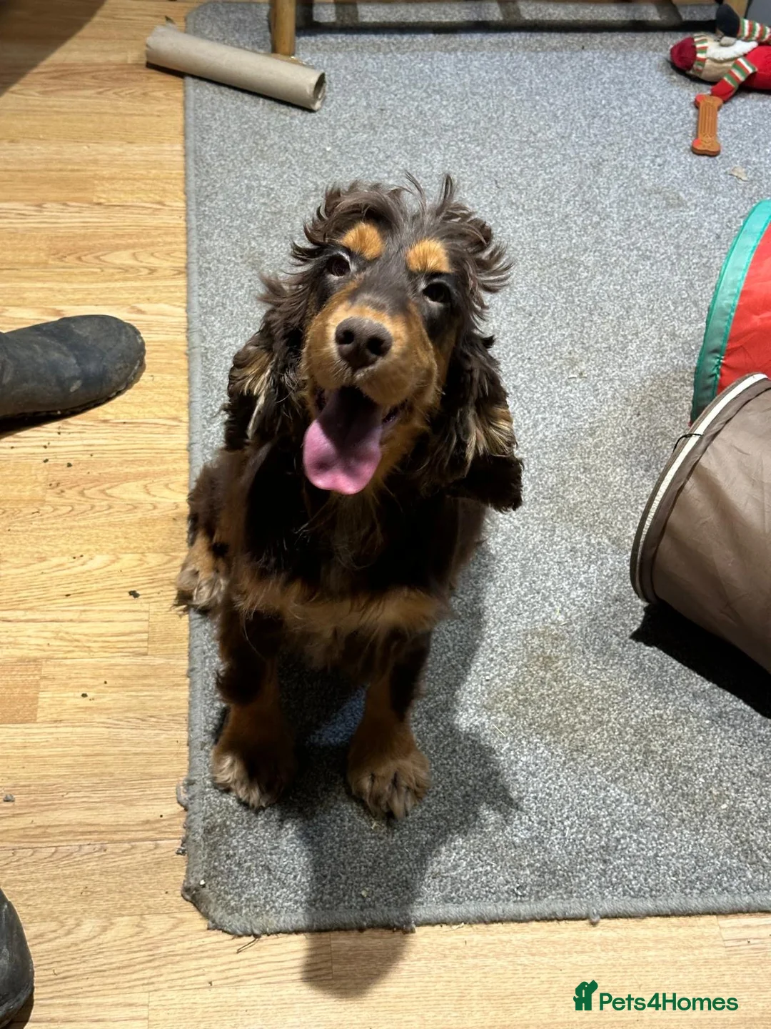 Cocker Spaniel dogs for sale: 2 Handsome Choc+tan and Gold boys - Advert 10