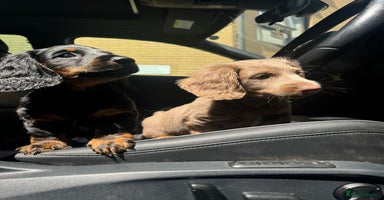 Miniature Dachshund dogs in Watford - Advert 16