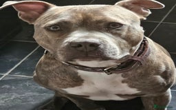 Staffordshire Bull Terrier dogs for sale: Staffordshire bull terrior - Image 3