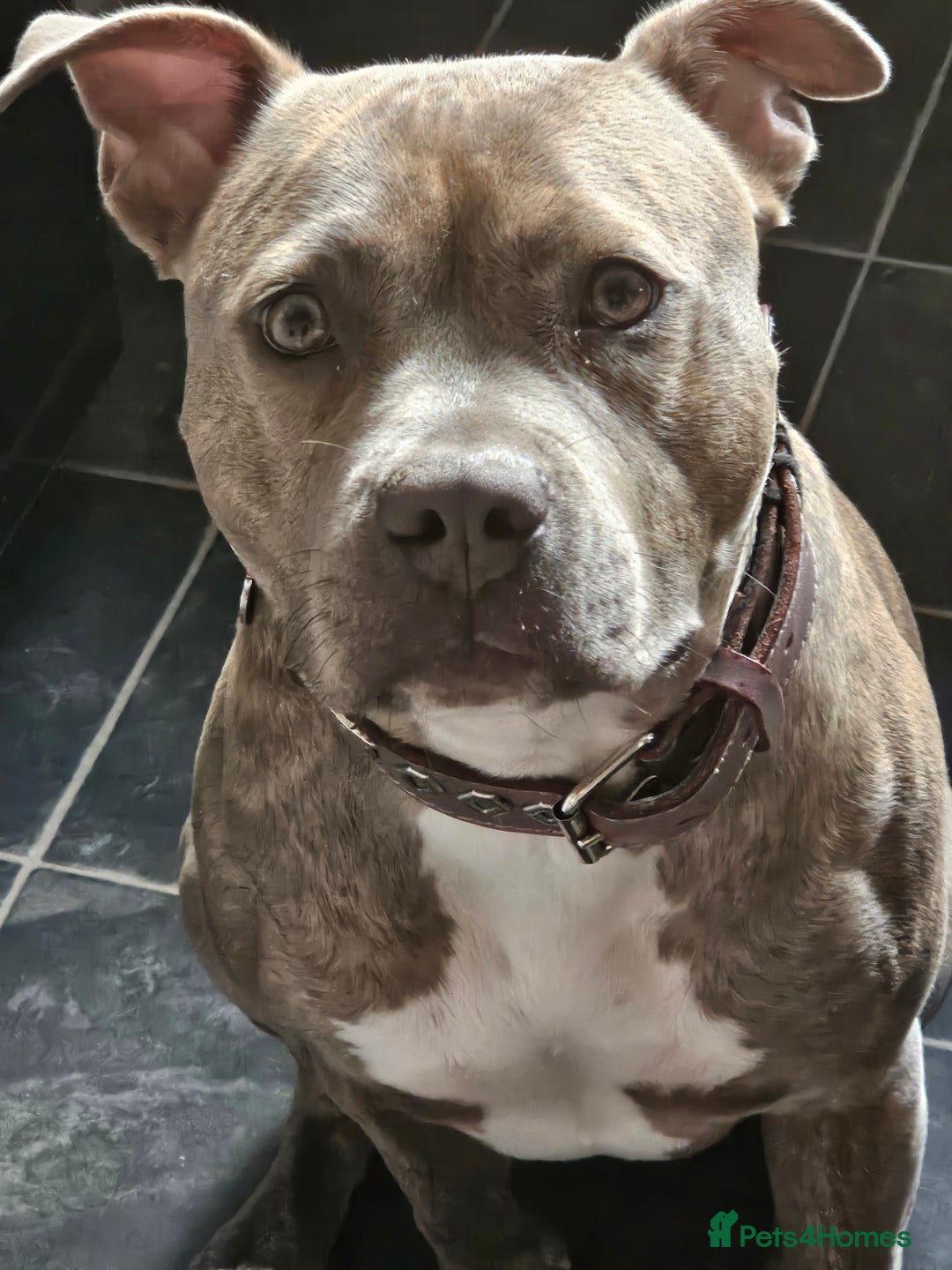 Staffordshire Bull Terrier dogs for sale: Staffordshire bull terrior - Image 3