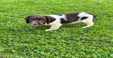English Springer Spaniel dogs - Advert 9