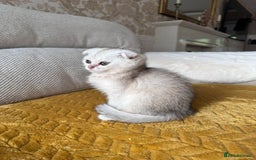 British Shorthair cats for sale: British shorthair silver chinchilla  - Image 12