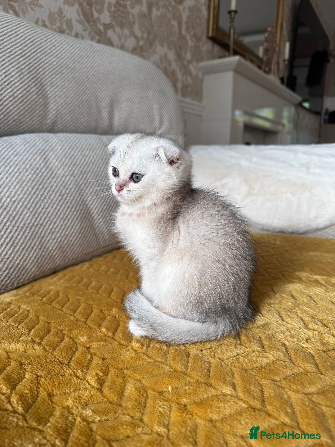British Shorthair cats for sale: British shorthair silver chinchilla  - Image 12