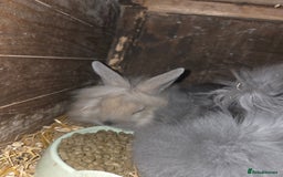 Lionhead rabbits for sale: Lionhead rabbits - Image 1