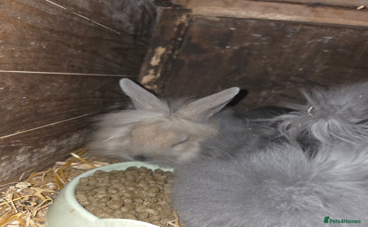 Lionhead rabbits - Advert 3