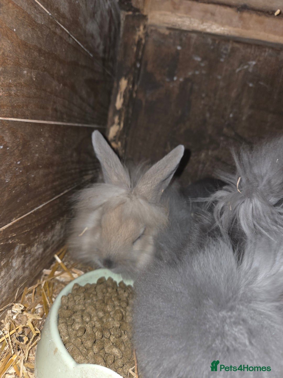Lionhead rabbits for sale: Lionhead rabbits - Image 1