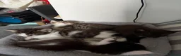 Norwegian Forest Cat cats for sale: 4 gorgeous kittens Norwegian Forest/ Russian Blue  - Advert 10