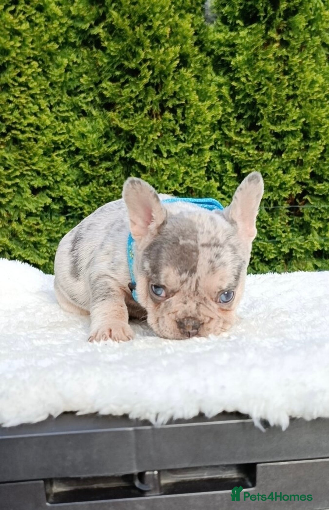 French Bulldog dogs for sale: ❤️ 🐶 beautiful French bulldog puppies ❤️🐶 - Image 31