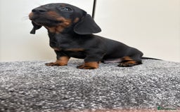 Miniature Dachshund dogs for sale: Black & Tan Minature Dachshunds⭐️ in Leicester - Image 7
