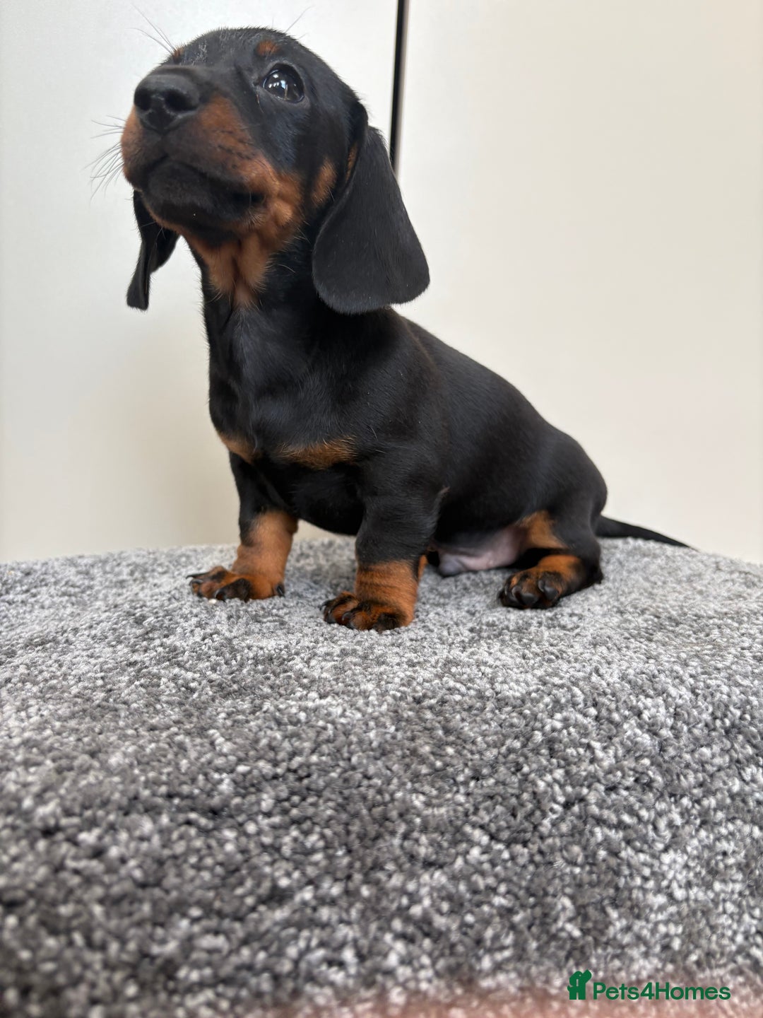 Miniature Dachshund dogs for sale: Black & Tan Minature Dachshunds⭐️ in Leicester - Image 7
