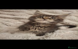 Maine Coon cats for sale: Beautiful Maine Coon girl ready now! 💫🤍 - Image 2