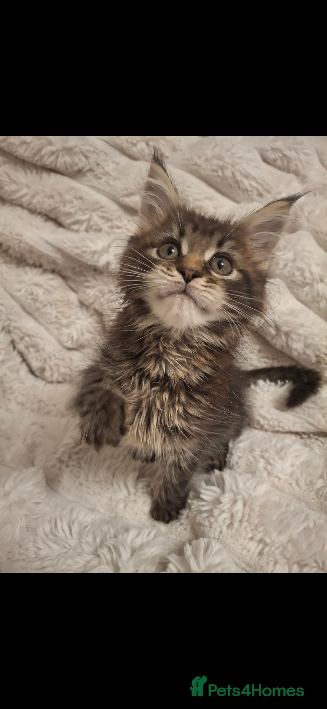 Maine Coon cats for sale: Beautiful Maine Coon girl ready now! 💫🤍 - Image 2