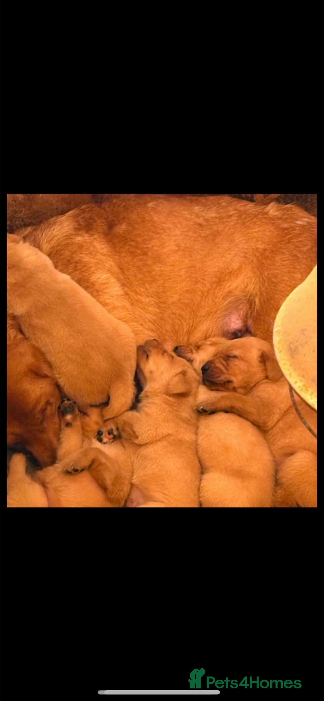 Labrador Retriever dogs for sale: 🏡 Labrador puppies 🐶 - Advert 14