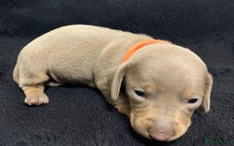 Miniature Dachshund dogs for sale: 🌟QUALITY KC REG & PRA CLR MINIATURE DACHSHUNDS🌟 - Image 18