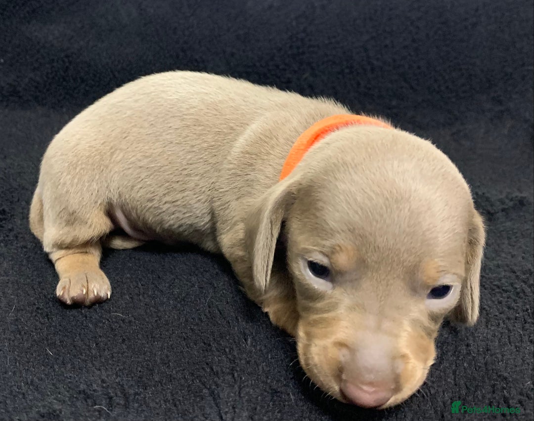 Miniature Dachshund dogs for sale: 🌟QUALITY KC REG & PRA CLR MINIATURE DACHSHUNDS🌟 - Image 18