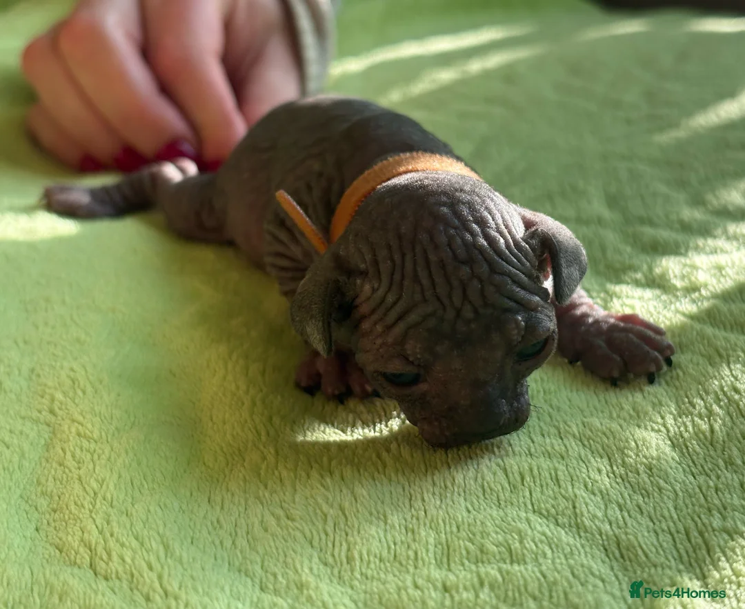 Sphynx cats for sale: Beautiful sphynx kittens for sale🥹 - Advert 7