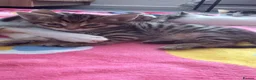 Mixed Breed cats for sale: Mix bread kitten  - Advert 2