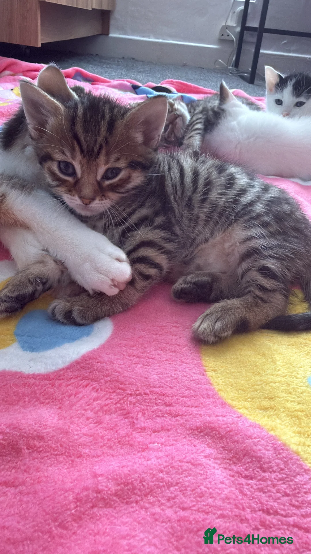 Mixed Breed cats for sale: Mix bread kitten  - Advert 2